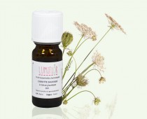 Carotte Sauvage Fleur