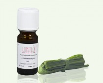 Citronnelle plant