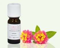 Lantanier Fleur