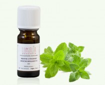 Menthe citronnée bio