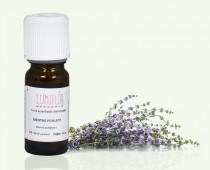 Menthe pouliot plante