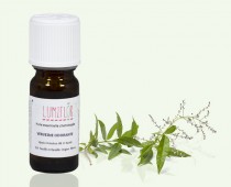 Verveine odorante