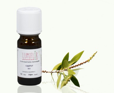 Cajeput Feuille