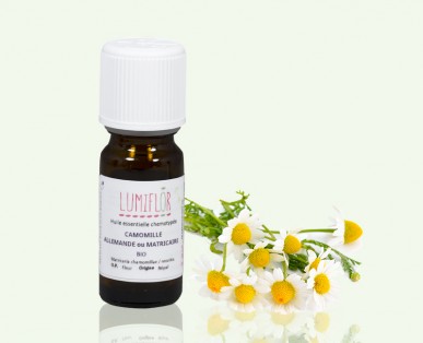 Camomille Matricaire