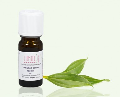 Cannelle de Ceylan Plant