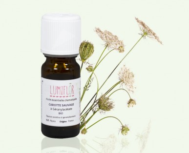 Carotte Sauvage Fleur