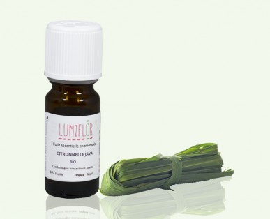 Citronnelle plant