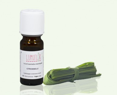 Citronnelle plant