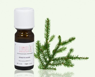 Épinette noire forêt 