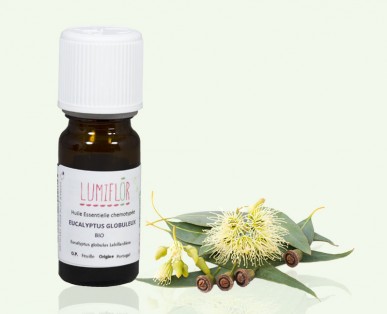 Eucalyptus Globuleux feuille