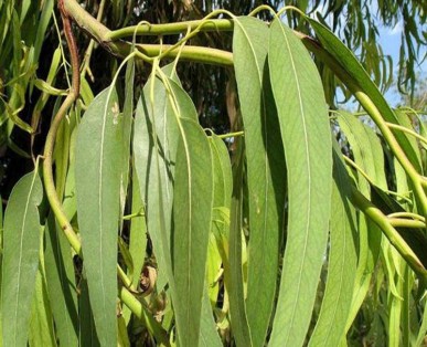 Eucalyptus Smitii feuilles