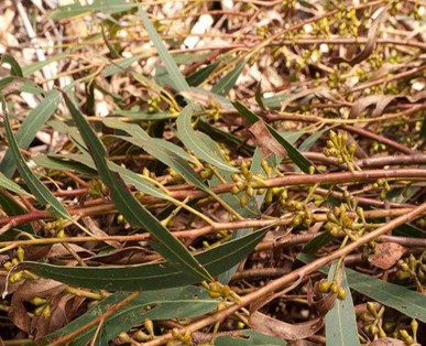 Eucalyptus Smitii rameaux