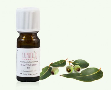 Eucalyptus Smitii rameau2