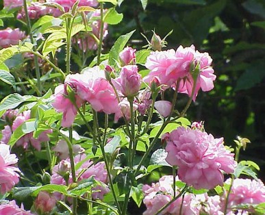 Rosiers