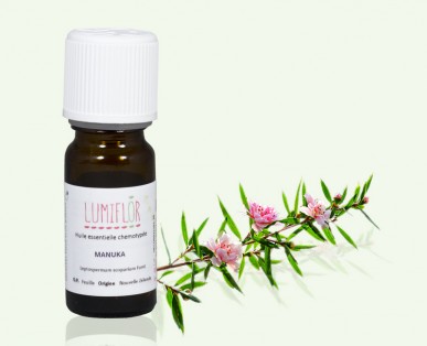 Manuka sommité fleurie