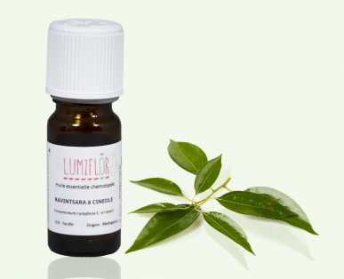 Ravintsara Feuille
