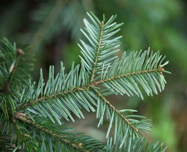 Sapin pectiné