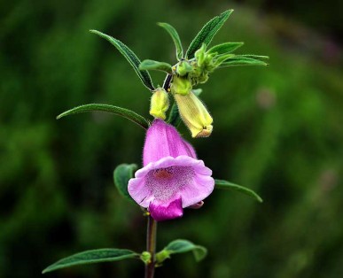 Sésame Fleur