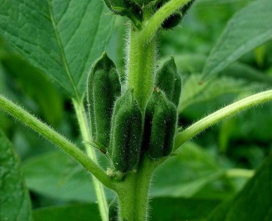 Sésame Fruit
