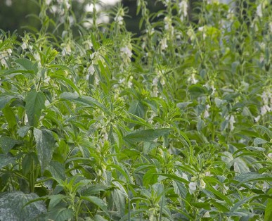 Sésame plantation
