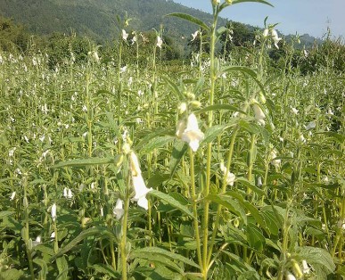 Sésame Plantation