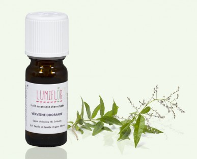 Verveine odorante